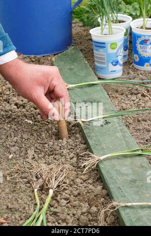Allium porrum 'Crusader' leek plants. Planting out young leek plants into deep holes before watering in. Stock Photo