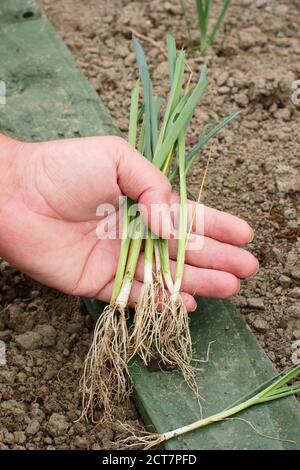Allium porrum 'Crusader' leek plants. Preparing to planting out young leek plants into deep holes before watering in. Stock Photo