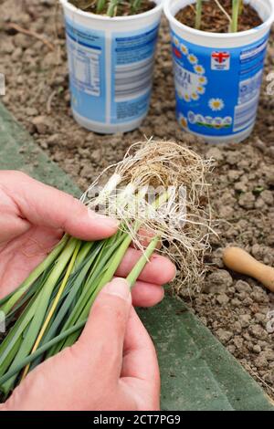 Allium porrum 'Crusader' leek plants. Preparing to planting out young leek plants into deep holes before watering in. Stock Photo