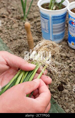 Allium porrum 'Crusader' leek plants. Preparing to planting out young leek plants into deep holes before watering in. Stock Photo