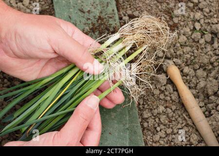 Allium porrum 'Crusader' leek plants. Preparing to planting out young leek plants into deep holes before watering in. Stock Photo