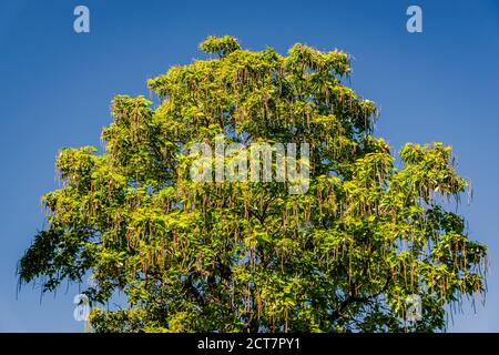 Northern catalpa in the city park Stock Photo