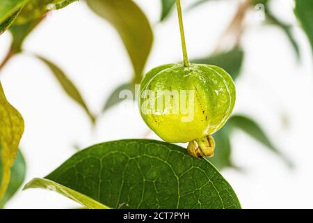 Green pitanga in a pitanga tree (Eugenia uniflora). Florianopolis, Santa Catarina, Brazil. Stock Photo