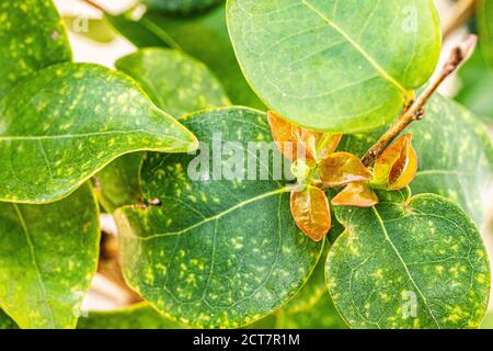 Green pitanga in a pitanga tree (Eugenia uniflora). Florianopolis, Santa Catarina, Brazil. Stock Photo