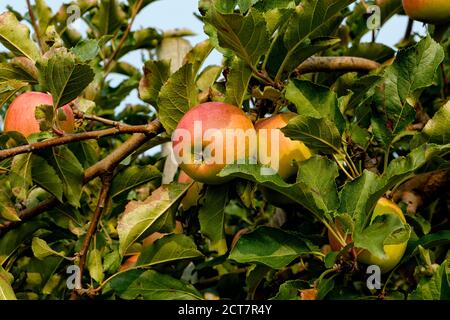 Ripe Cripps Pink apples variety on a apple tree. Ontario Canada. Stock Photo