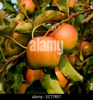 Ripe Cripps Pink apples variety on a apple tree. Ontario Canada. Stock Photo