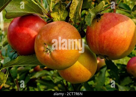 Ripe Cripps Pink apples variety on a apple tree. Ontario Canada. Stock Photo