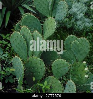 Natural plant background of prickly pear cactus in botanical garden. Side view. Square format for Instagram. Concept beauty of nature, urban jungle, g Stock Photo