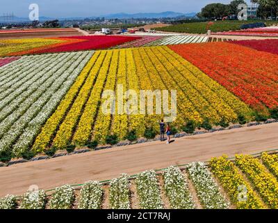 Aerial view of Carlsbad Flower Fields. tourist can enjoy hillsides of colorful Giant Ranunculus flowers during the annual bloom that runs March through mid May. Carlsbad, California, USA. March 22, 2020 Stock Photo