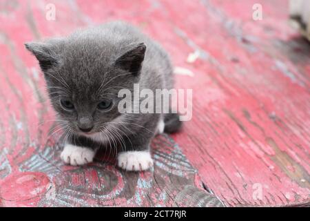 The gray cute kitten cat sits on a old red wooden table. 2 month domestic cat. Close-up Stock Photo