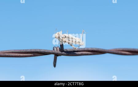 Brownspotted Grasshopper (Psoloessa delicatula) Impaled on Barbed Wire by a Loggerhead Shrike on the Plains of Colorado Stock Photo