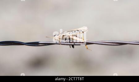 Coral-winged Grasshopper (Pardalophora apiculata) Impaled on Barbed Wire by a Loggerhead Shrike on the Plains of Colorado Stock Photo