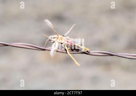 Coral-winged Grasshopper (Pardalophora apiculata) Impaled on Barbed Wire by a Loggerhead Shrike on the Plains of Colorado Stock Photo