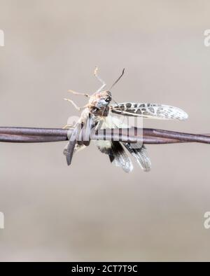 Coral-winged Grasshopper (Pardalophora apiculata) Impaled on Barbed Wire by a Loggerhead Shrike on the Plains of Colorado Stock Photo