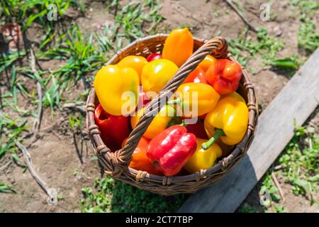 Red and yellow ripe freshly picked peppers in a wooden basket. High quality photo Stock Photo
