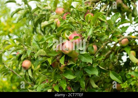 red-green gala apples surrounded by juicy green leaves in late autumn during the day Stock Photo