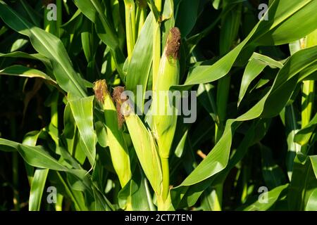 unripe still wrapped green corncobs in the field the vegetables are not yet suitable for eating during the day without people Stock Photo