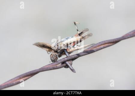 Northern Red-winged Grasshopper (Arphia pseudonietana ) Impaled on Barbed Wire by a Loggerhead Shrike on the Plains of Colorado Stock Photo