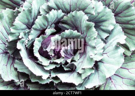 Top View of Ornamental Kale Stock Photo