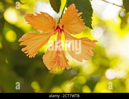 Yellow hibiscus in a sunny garden Stock Photo