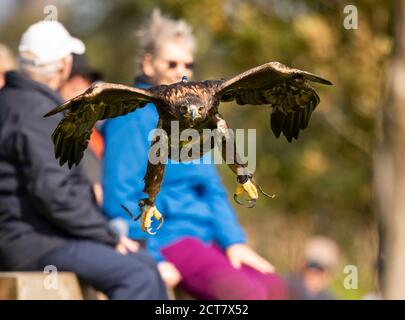 Golden eagle, Aquila chrysaetos, at the British Birds of Prey Centre, based at the National Botanical Gardens of Wales Stock Photo