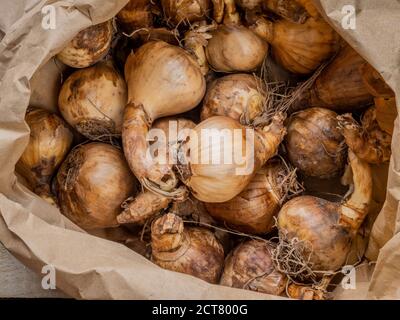 Brown paper bag containing daffodil bulbs. Stock Photo