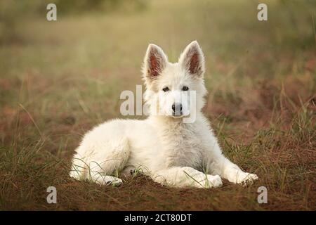 Swiss Shepherd Puppy lying on the loose in the wild Stock Photo