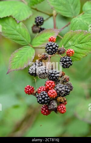Himalayan blackberry, Rubus armeniacus. Invasive species.