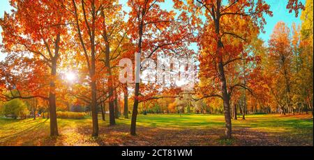 Autumn forest. Gold color tree, red orange foliage in fall park. Nature change scene Yellow scenery. Sun in blue sky. Sunny day, wide panoramic view. Stock Photo