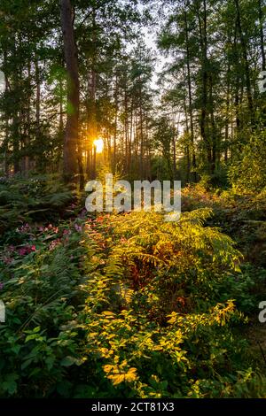 The nature reserve Kirchheller Heide, flowering Indian balsam plant, near Bottrop, NRW, Germany Stock Photo