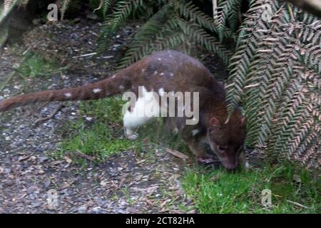 Interesting marsupial Spotted Tail Quoll at Devil@Cradle Sanctuary in Tasmania near Cradle Mountain National Park Stock Photo