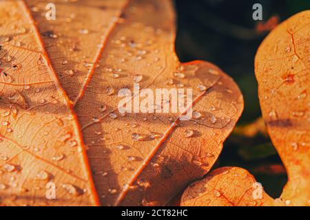 Dry fall leaf texture. background of autumn beauty of nature. Fresh dew. Brown oak sheet vein structure. Wet plant close up. Eco flora macro closeup. Stock Photo