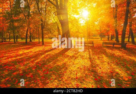 Autumn path. Orange color tree, red brown maple leaves in fall city park. scene in sunset fog Wood bench in scenic scenery Bright sun, sunny day view. Stock Photo