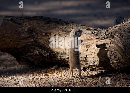 Ground squirrel stands upright on two legs in early morning light in humorous shadow play. Location is Tucson, Arizona, in American Southwest. Stock Photo