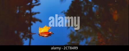 Autumn cold rainy day. Yellow orange maple leaf floating in lake. Vibrant color of fall season of nature. Calm zen blue sky in clean water of pond . Stock Photo