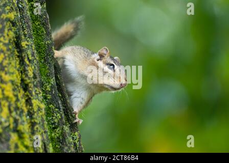 Wisconsin. Chequamegon-Nicolet National Forest. Eastern chipmunk 'Tamias striatus'  on side of tree with out of focus green background. Stock Photo
