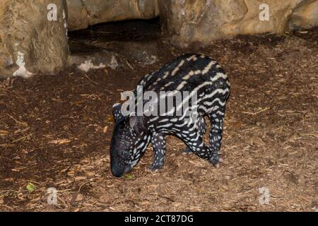 Apple Valley, Minnesota. Minnesota Zoo. Baby female  Malayan Tapir, Tapirus inducus is an endangered species. Stock Photo