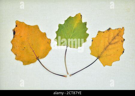 Tres hojas de álamo en otoño sobre un lienzo Stock Photo