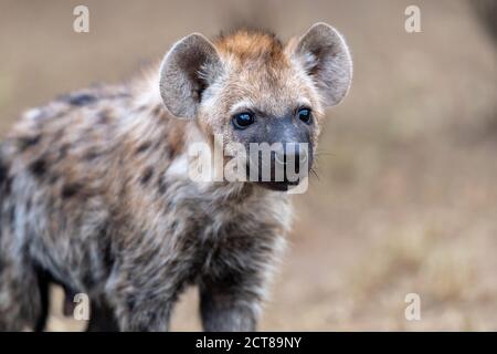 Spotted hyena (Crocuta crocuta) pup in Kenya Stock Photo