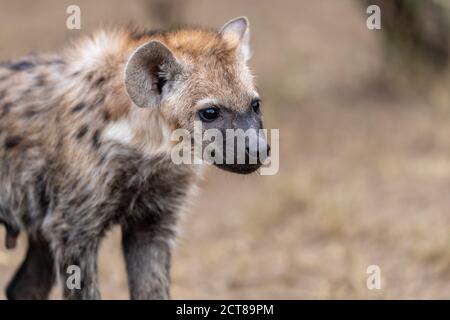 Spotted hyena (Crocuta crocuta) pup in Kenya Stock Photo