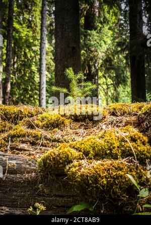 A nurse log and a new tree growing on top of it. Hoh rainforest, Olympic National Park, Washington, USA. Stock Photo