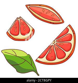 Grapefruit pieces and leaf on white isolated backdrop. Citrus slices for gift card, healthy food shop logo, bath tile, juice pack. Phone case or cloth Stock Vector