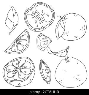 Black line grapefruit on white isolated backdrop. Sticker set for gift card, healthy food shop logo, bath tile, juice pack, color book. Phone case or Stock Vector