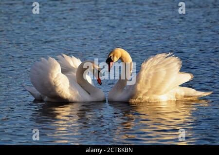 Swans on the Water Making a Heartshape with the Wings Raised. Stock Photo