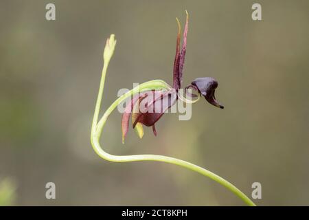 Flying Duck Orchid with green background Stock Photo