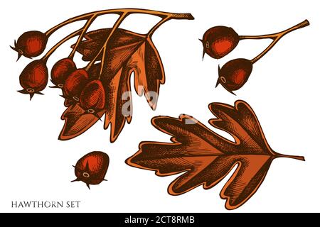 Vector set of hand drawn colored hawthorn stock illustration Stock Vector
