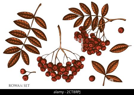 Vector set of hand drawn colored  rowan stock illustration Stock Vector
