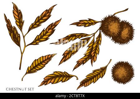 Vector set of hand drawn colored  chestnut stock illustration Stock Vector