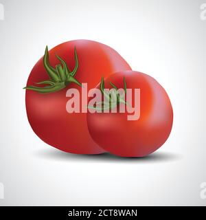 fresh tomatoes isolated white background. vector illustration Stock Vector