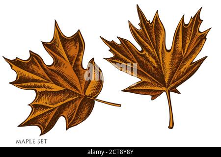 Vector set of hand drawn colored  maple stock illustration Stock Vector